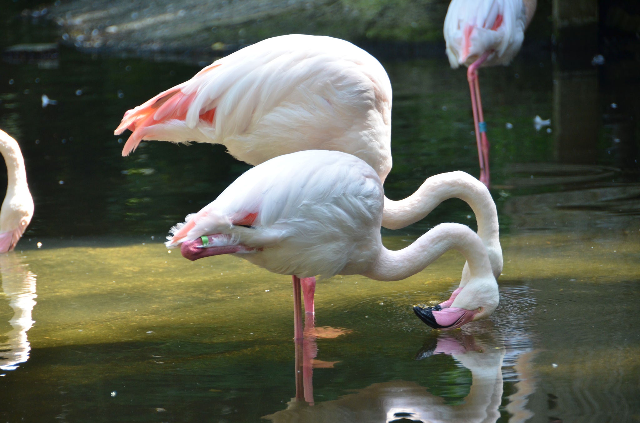 Europese flamingo’s drinken water.