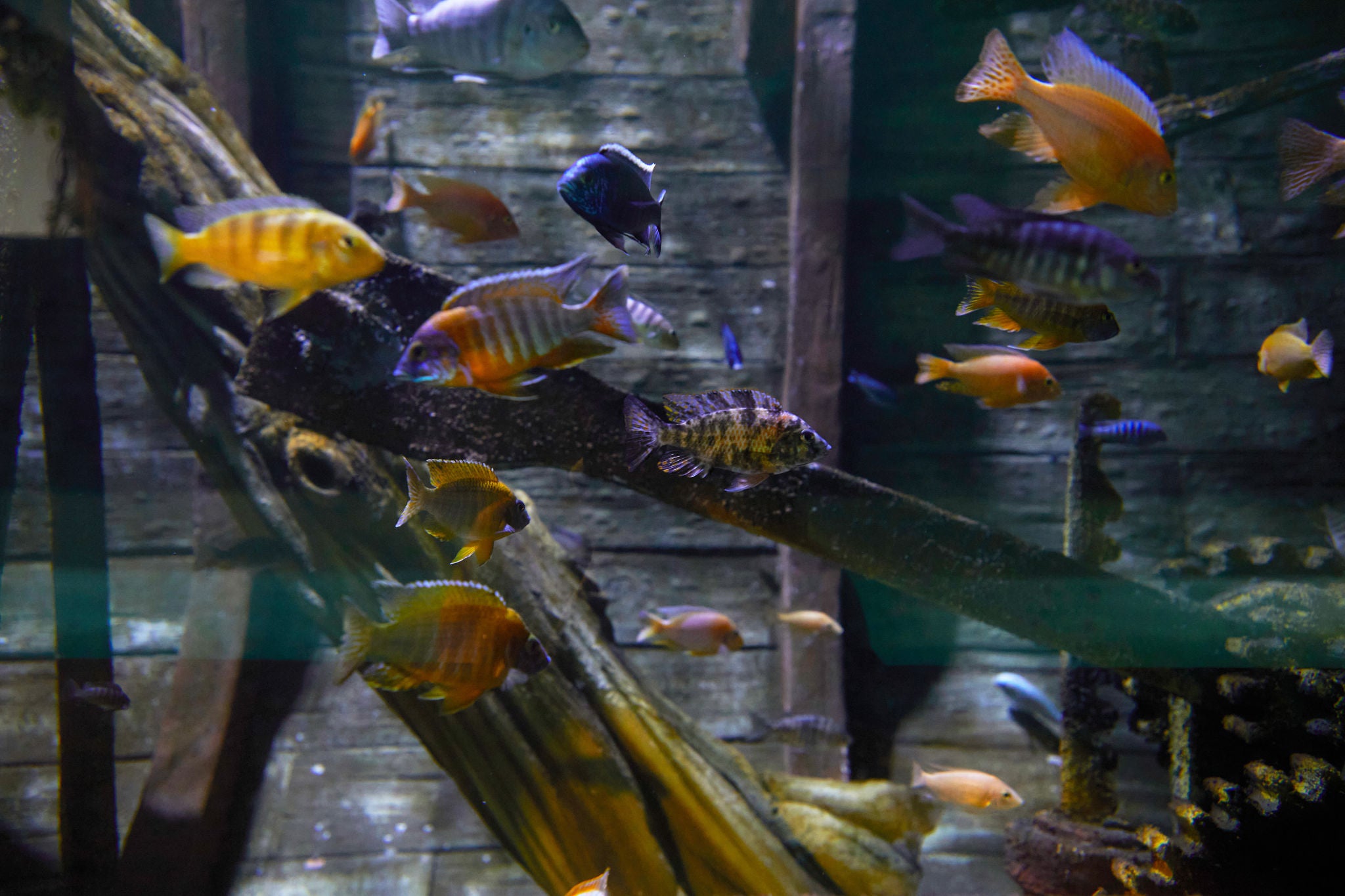 Tropische vissen zwemmen rond in een scheepswrak in het Aquarium.