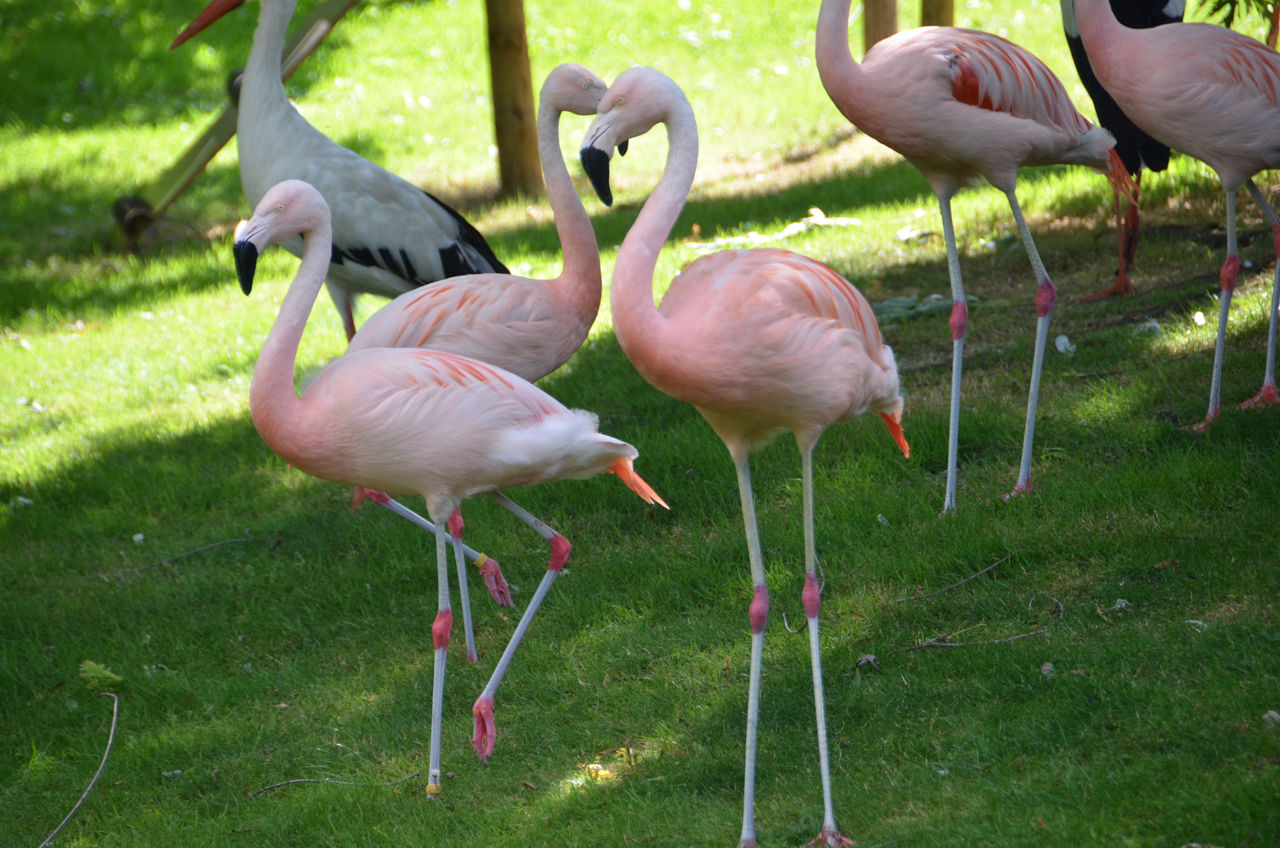 Chileense flamingo