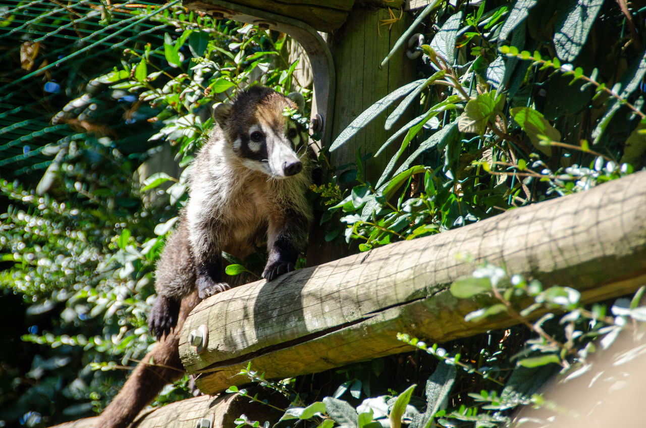 Coati