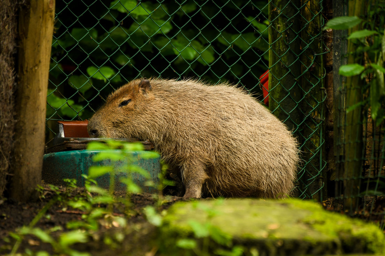 Capibara eet.