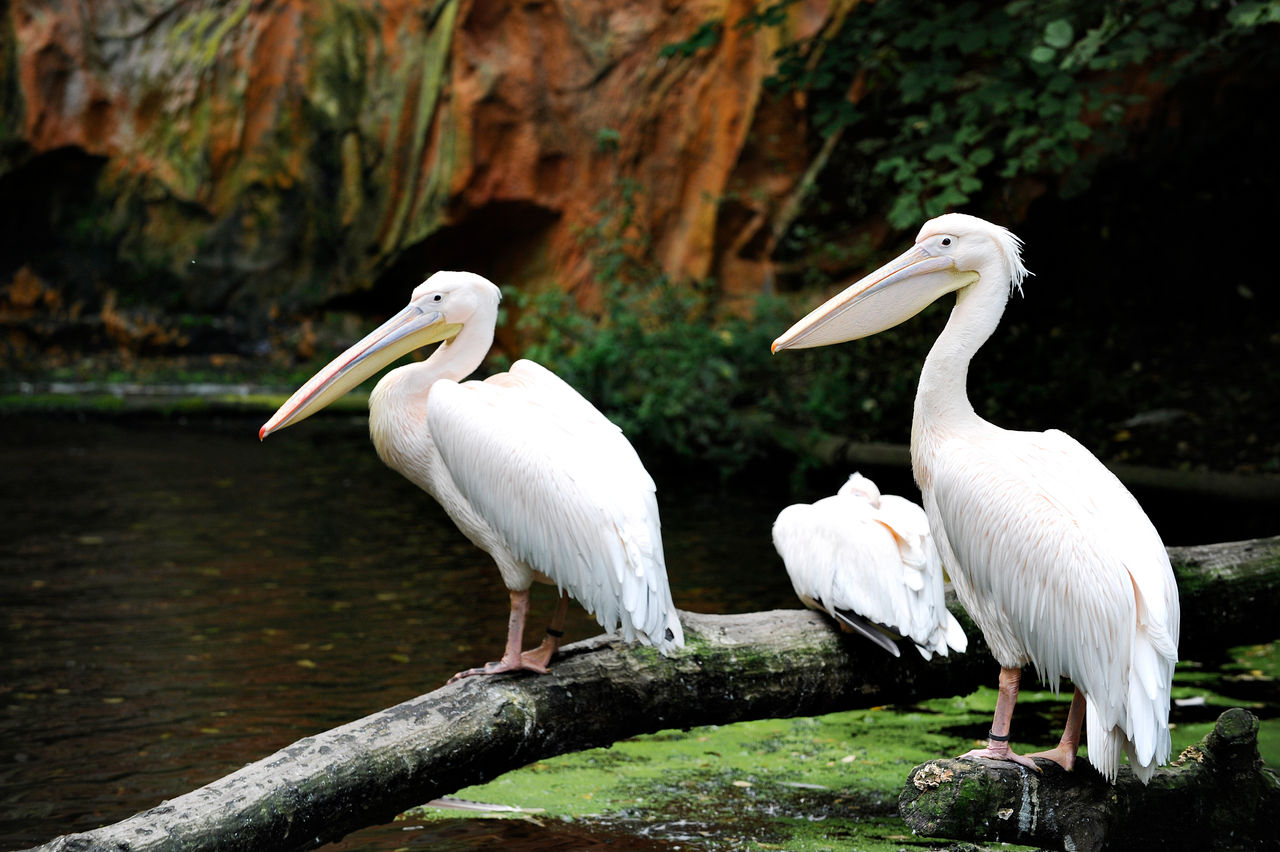 Roze pelikanen op takken.